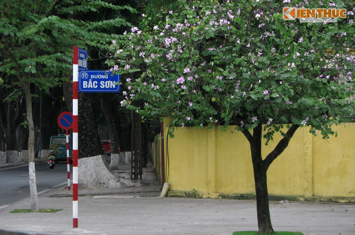 Ngam hoa ban mang mua xuan Tay Bac ve giua long Ha Noi-Hinh-6